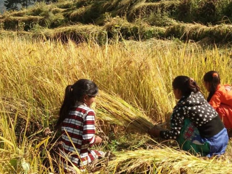 किसानलाई धान काट्न भ्याइनभ्याई